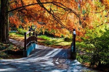 Sochi Park Botanik Bahçesi. Rusya