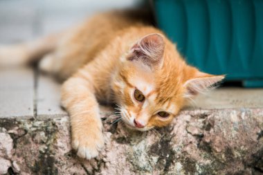 Kırmızı küçük kedi. komik kedi yavrusu