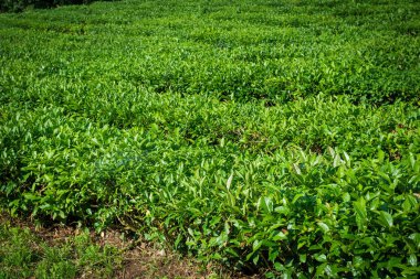çay tarlaları Sochi, Rusya Federasyonu