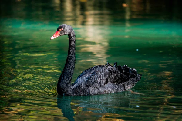 Černá labuť v rybníku — Stock fotografie