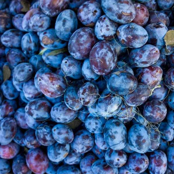 Olgun Erik arka plan. Taze olgun Erik