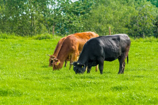 İnekler çayır üzerinde. buzağılar otlatma