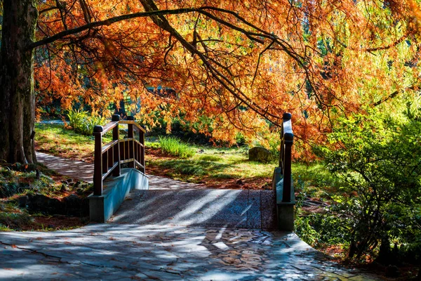 Park arboretum in Sochi. Russia — Stock Photo, Image