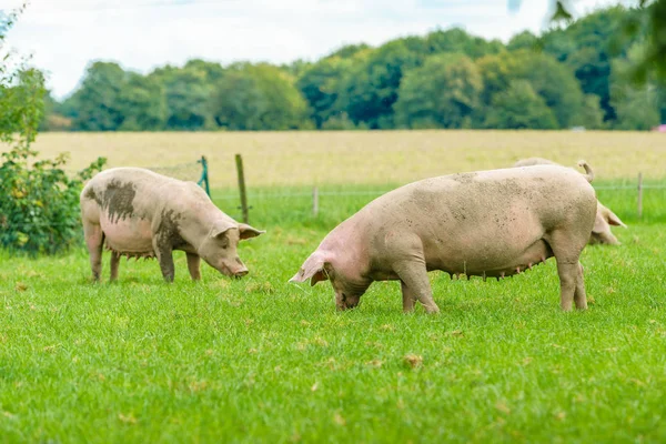 Sertés farm legelnek. A zöld mező sertés — Stock Fotó