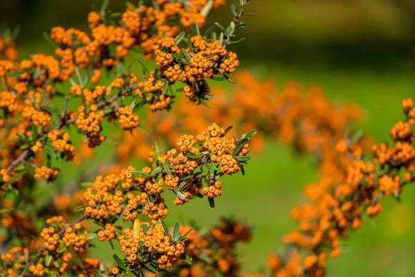 Pyracantha coccinea. bagas em um ramo — Fotografia de Stock