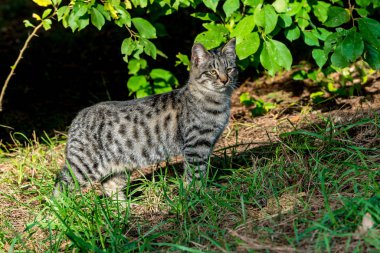 Açık havada kedi. Güzel kedi