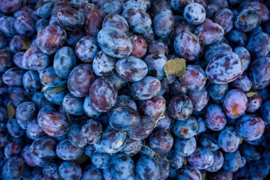 Olgun Erik arka plan. Taze olgun Erik