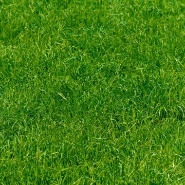 Bir tarladan yeşil çimen dokusu