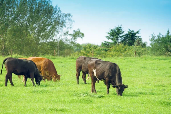Een kudde koeien. Koeien op het veld — Stockfoto