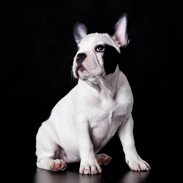 Francês Bulldog Dog no fundo preto — Fotografia de Stock