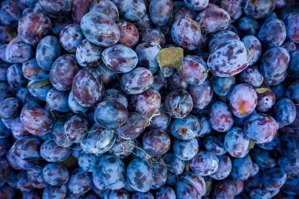 Rijpe pruimen achtergrond. Verse rijpe pruimen — Stockfoto