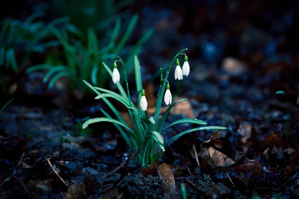 The first flowers snowdrops. Beautiful snowdrop flowers (Galanth — Stock Photo, Image