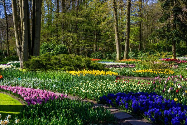Keukenhof park in Netherlands