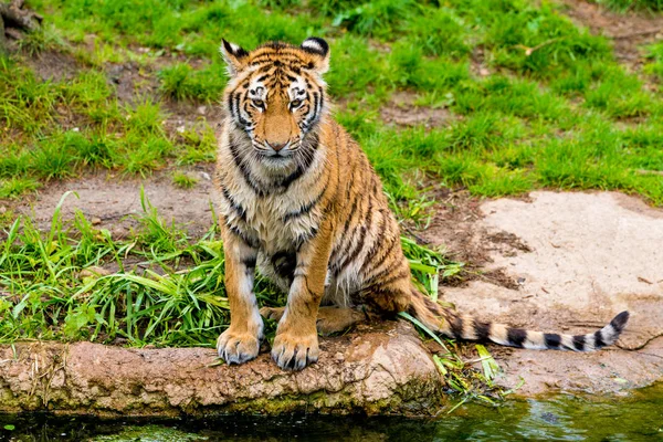 Piękny Tygrys. Panthera tigris — Zdjęcie stockowe