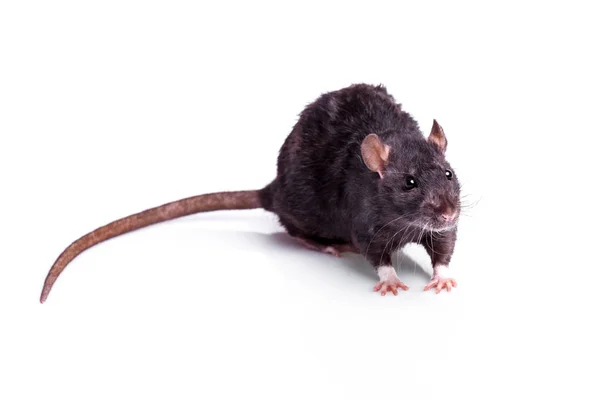 Råtta isolerad på vit bakgrund — Stockfoto