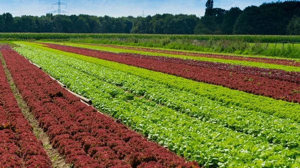 Sorok a nagy mezőgazdasági területen saláta — Stock Fotó