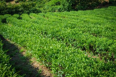 Çay plantasyon. Doğa arka plan