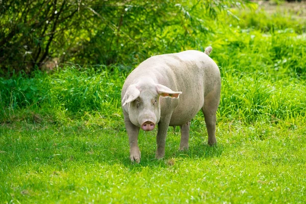 Cerdo de pie en un césped de hierba. El cerdo en el prado —  Fotos de Stock