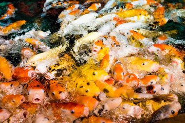 Koi sazan, Japon büyük balık, underwate