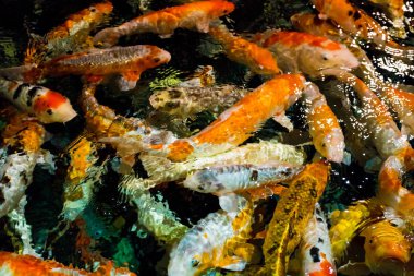 Sorunsuz koi carps. Güzel altın carps Yüzme balık