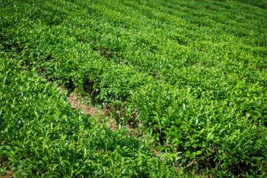 Çay plantasyon. Doğa arka plan