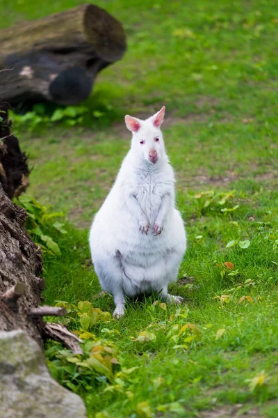 Albino kangura. biały kangur — Zdjęcie stockowe