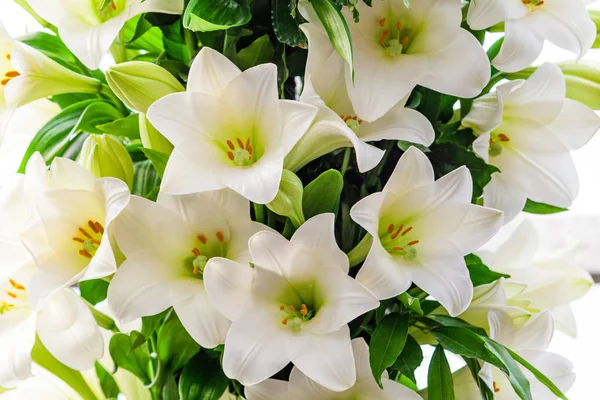 Bouquet de lys blancs. Beaux lys blancs — Photo