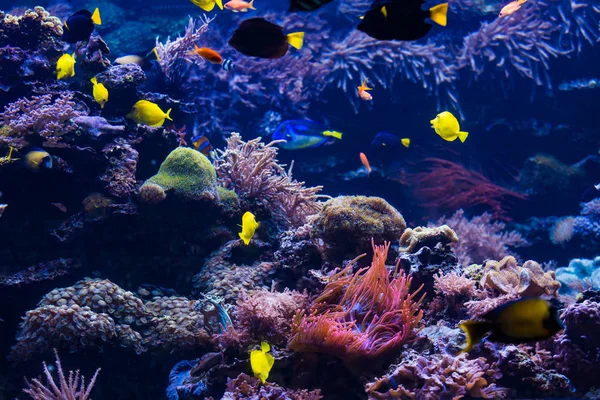 Underwater scene. Coral reef, colorful fish groups — Stock Photo, Image