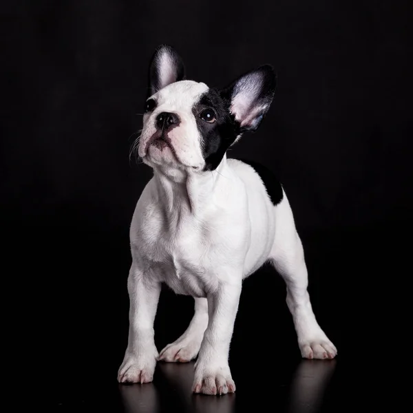 Fransız Bulldog köpek siyah arka plan üzerine — Stok fotoğraf
