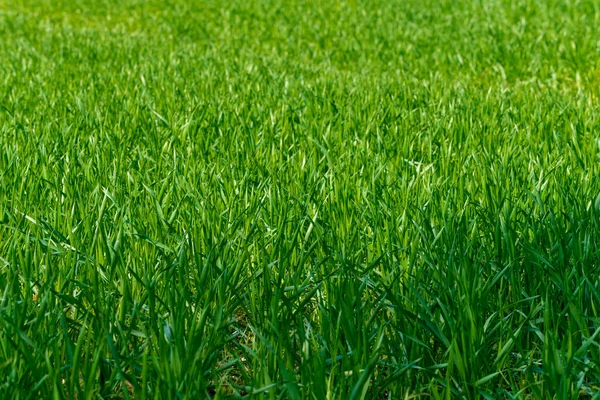 밭에서 나온 푸른 풀의 질감 — 스톡 사진