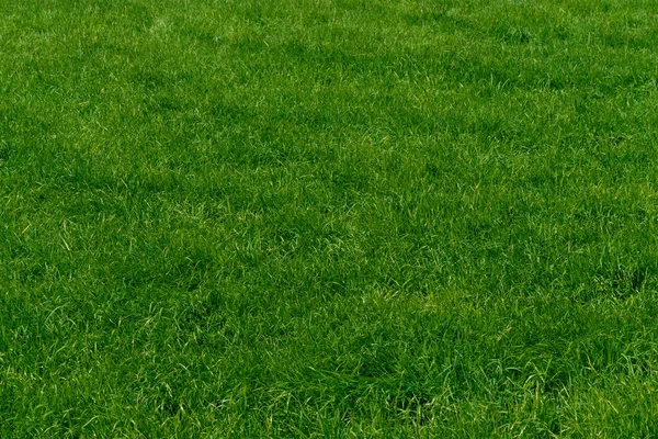 Textura de hierba verde de un campo —  Fotos de Stock