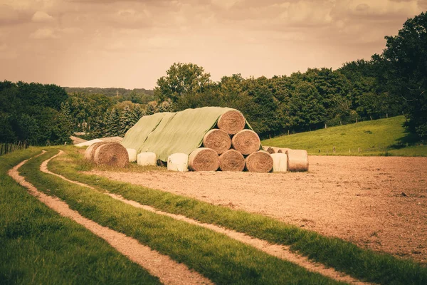 Bola de feno no campo. campo de fazenda com fardos de feno — Fotografia de Stock