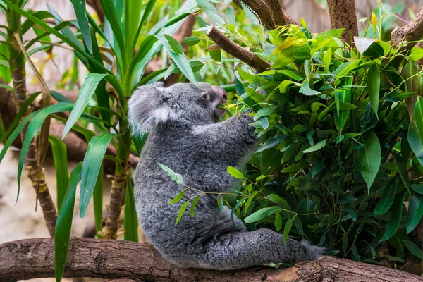 Urso Koala. coala em árvore de eucalipto — Fotografia de Stock