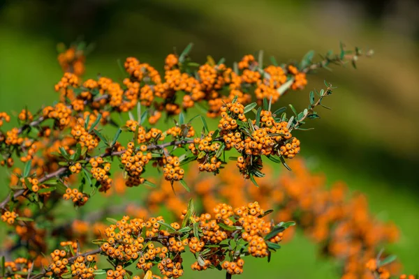 Narancssárga bogyó. Pyracantha — Stock Fotó