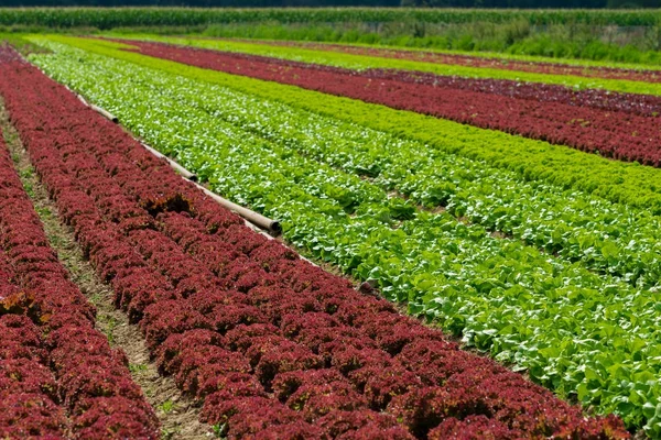 Rows of salad on a large agriculture field — Stock Photo, Image