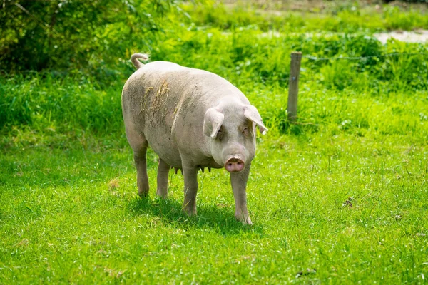 Pig  standing on a grass lawn. The pig on the meadow — Stock Photo, Image