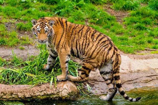 Tigre andando na água do rio. Cena de vida selvagem tigre — Fotografia de Stock