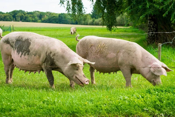 豚の草の芝生に立っています。牧草地のブタ — ストック写真