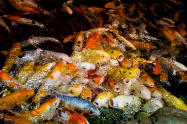 Sorunsuz koi carps. Güzel altın carps Yüzme balık