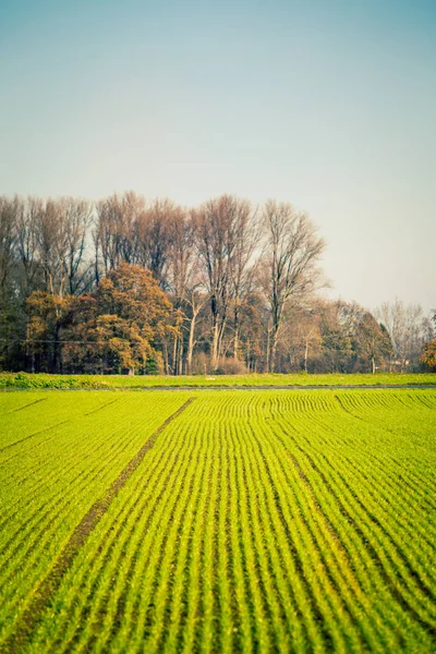 Campo agrícola. Paisagem agrícola com campos verdes — Fotografia de Stock