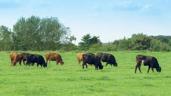 Manada de vacas. Vacas en el campo —  Fotos de Stock