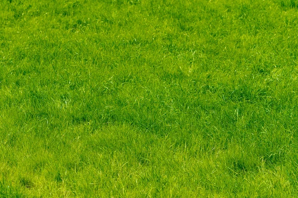 Textura de hierba verde de un campo —  Fotos de Stock