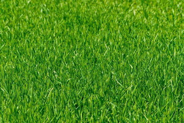 Hintergrund eines grünen Rasens. Grünes Gras — Stockfoto