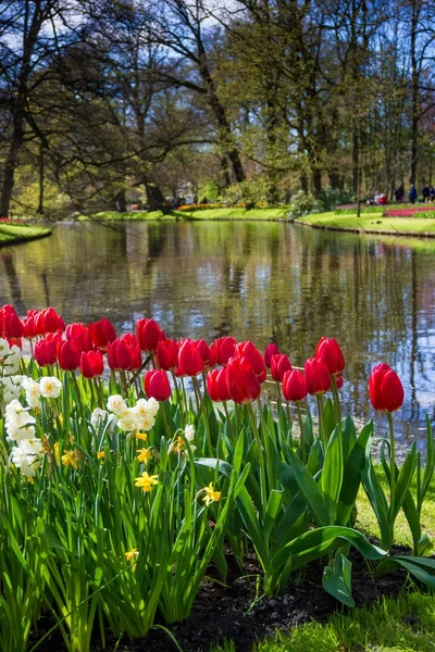 Keukenhof parque na Holanda — Fotografia de Stock