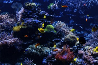 Sualtı arka plan. Sualtı sahne. Sualtı dünyasını. Altında