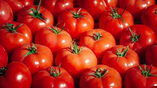 Red tomatoes background. Group of tomatoes — Stock Photo, Image