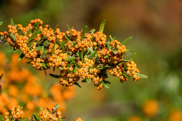 Pyracantha coccinea. bessen op een tak — Stockfoto