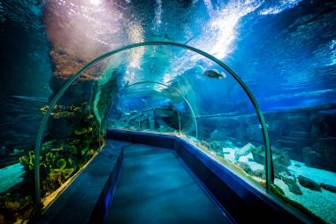 Soçi, Rusya - 13 Aralık 2017: Sochi keşif dünya Aquariu