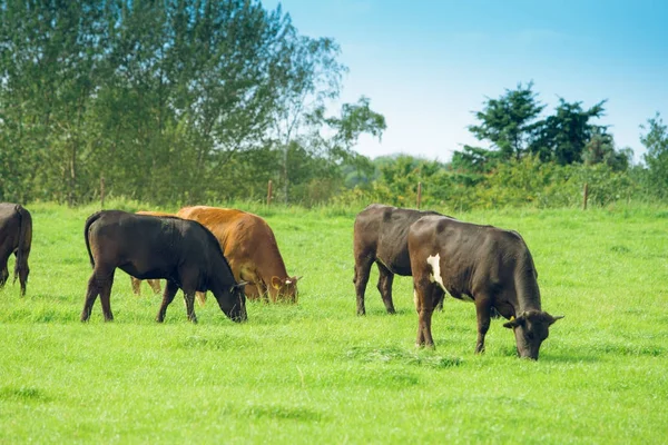 Kühe Auf Der Weide Kuh Auf Einer Sommerweide — Stockfoto