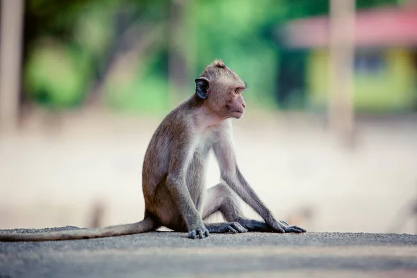 猴子在路上 可爱的猴子 — 图库照片